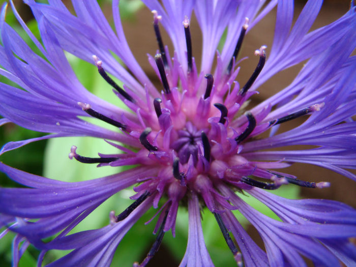 cornflower
